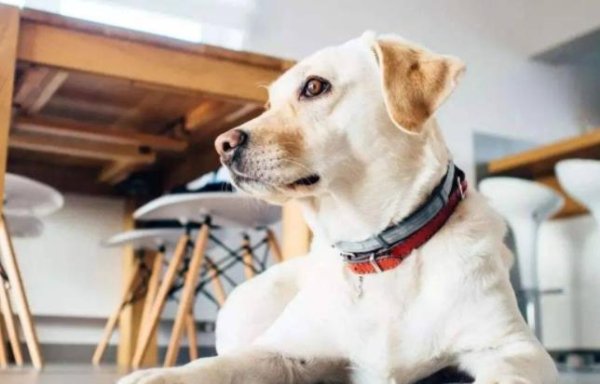 盈远期策略 如果做好了事先计划，你更容易找到一只，适合你的狗