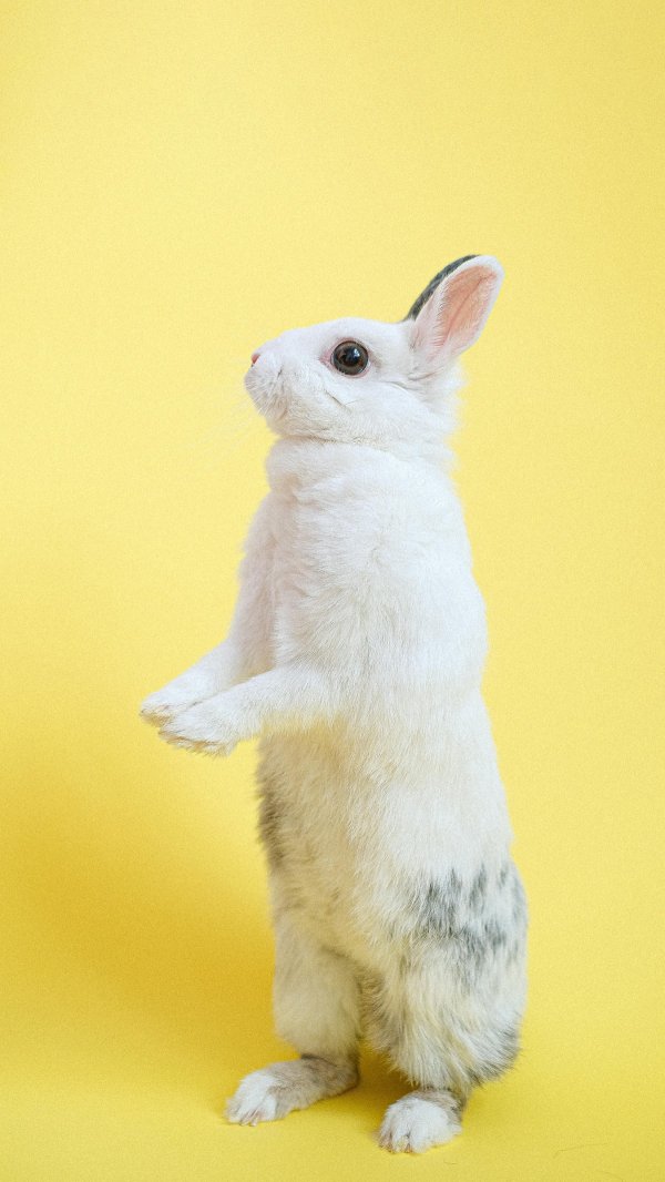 科银宏泰 兔子生气是什么样的